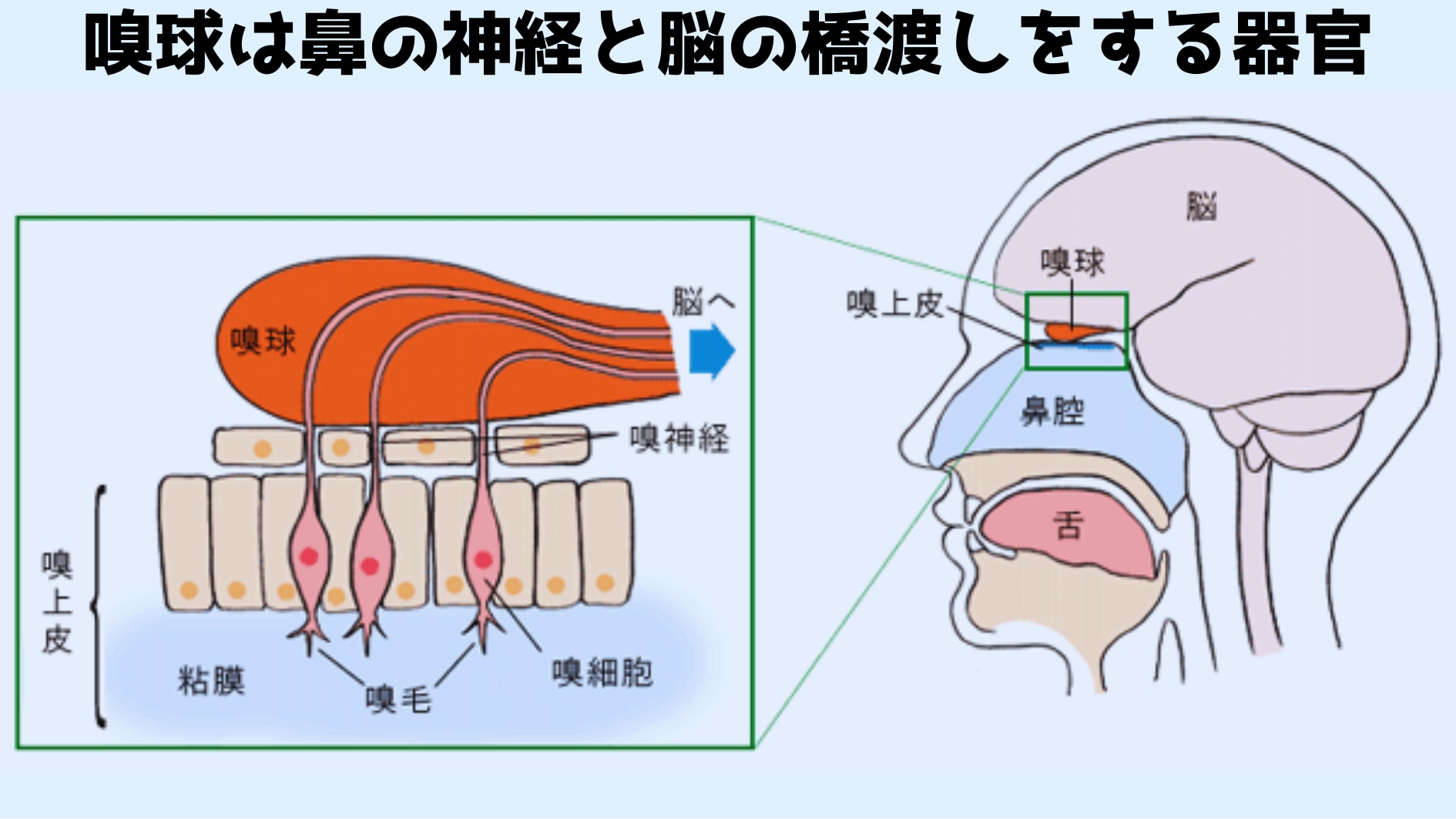 嗅球は鼻の神経と脳の橋渡しをする