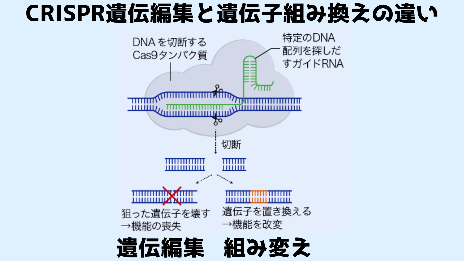 遺伝子の機能を喪失させるだけなら遺伝編集とみなされる