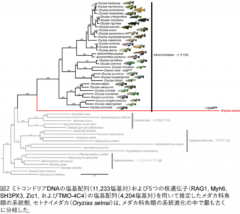 メダカ科の系統進化図、赤線がセトナイメダカ