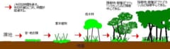 植生遷移図