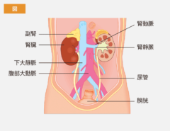 ヒトの腎臓