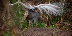 赤ちゃんの泣き声を「完璧に声マネする鳥」が現る