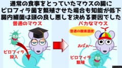 悪玉菌のビロフィラが増えるとマウスはバカになる