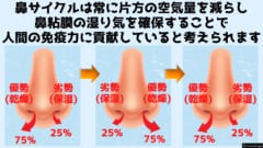 鼻サイクルは鼻粘膜の湿度を維持して免疫力を高めるためにあると考えられる