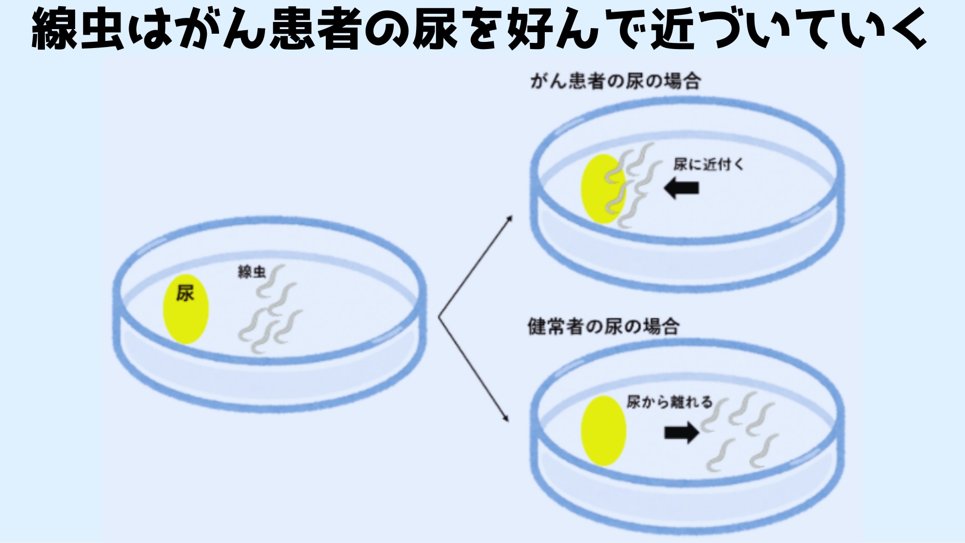 線虫は犬より多くの嗅覚を認識できる