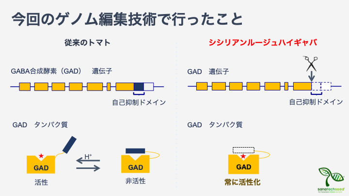 ＣＲＩＳＰＲ遺伝編集ではGABA生産のブレーキになっていた自己抑制ドメイン（自己阻害領域）を削除した