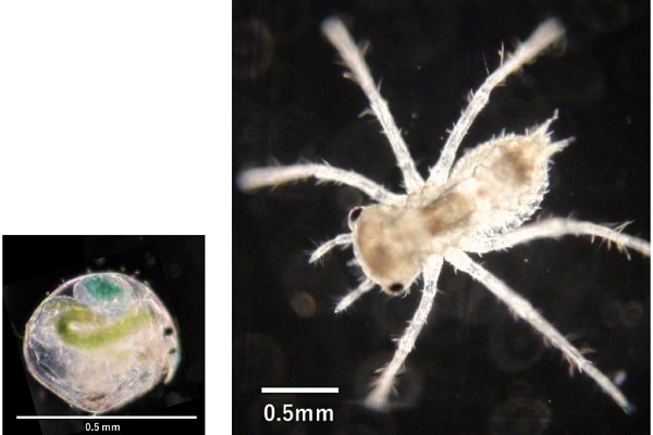 ミジンコは死んだふりで生存率を５倍も上げていた