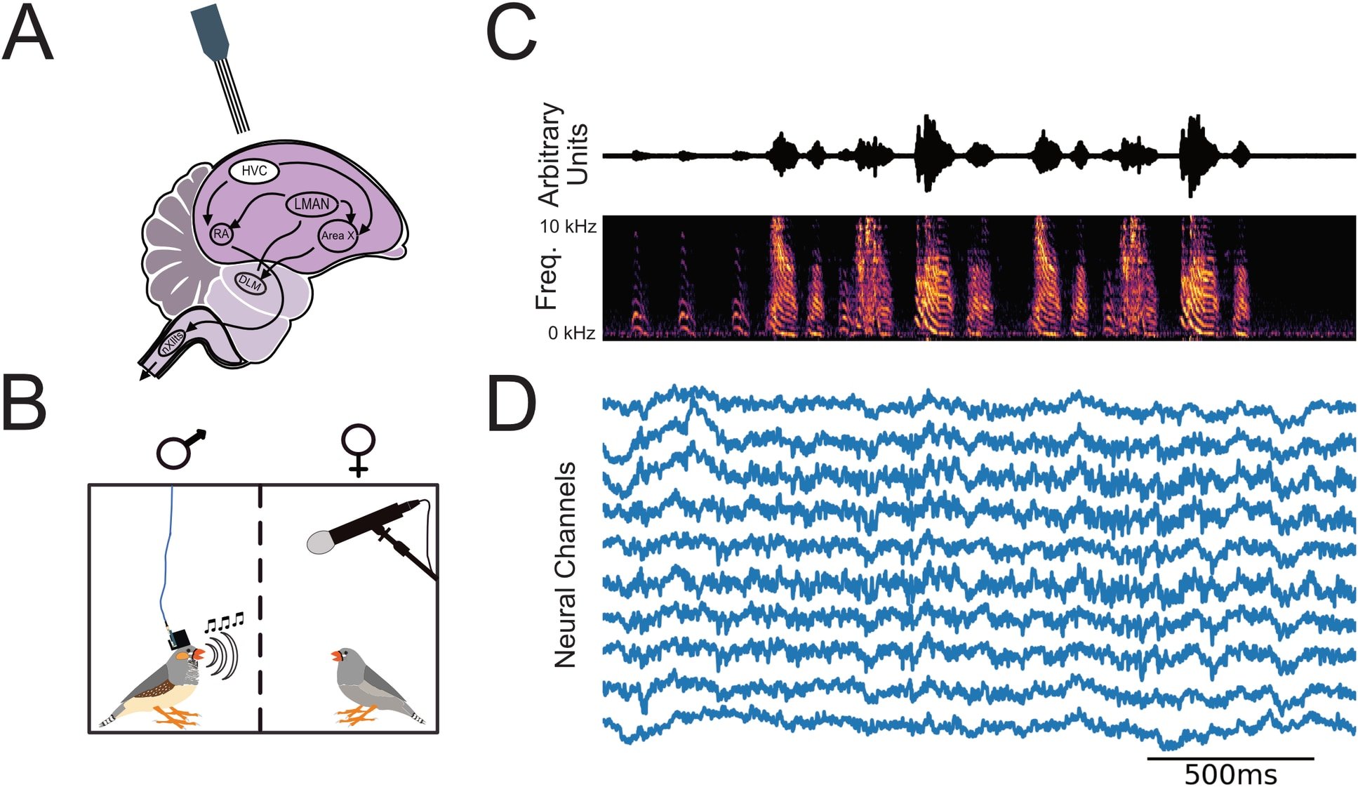 実験の内容。オスのキンカチョウの音声録音（C）とそれに対応する神経活動（D）。
