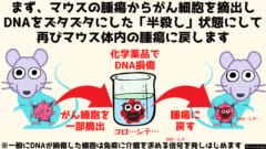 マウスの腫瘍からがん細胞を採取して化学薬品でDNAをズタズタにして再び腫瘍に戻します