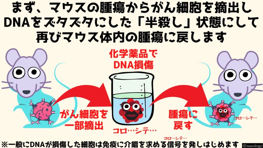 マウスの腫瘍からがん細胞を採取して化学薬品でDNAをズタズタにして再び腫瘍に戻します