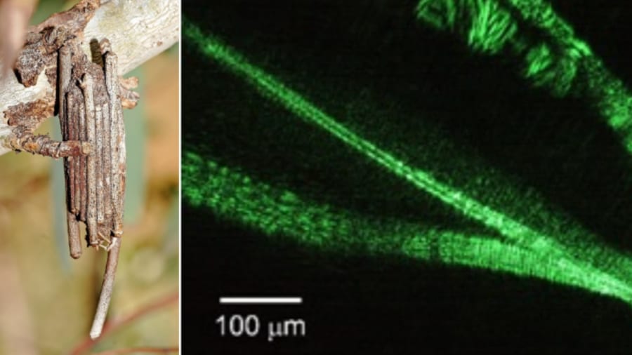 ミノムシの糸を使った「クモ糸よりも強力な繊維」が登場