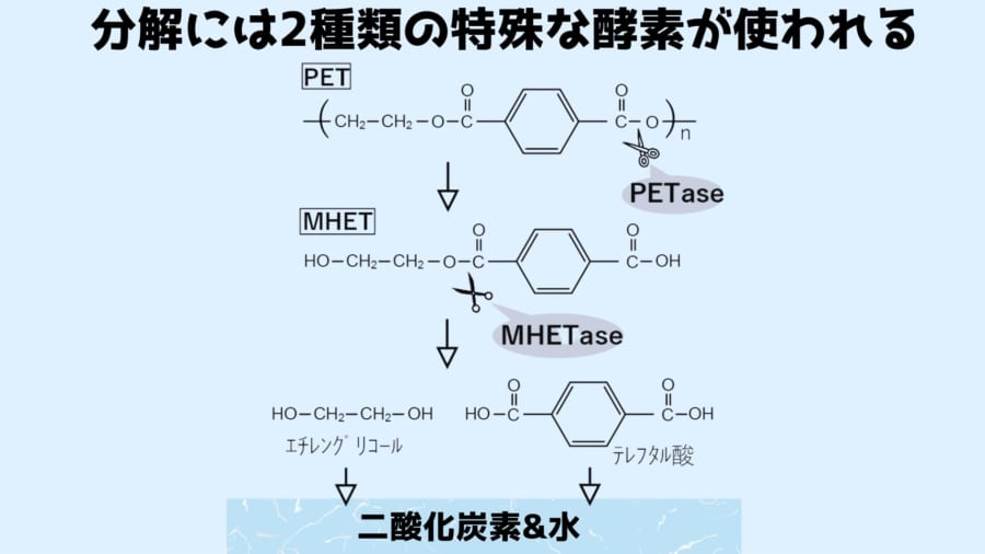 2つの特殊な酵素がPETに2段階の分解を行う