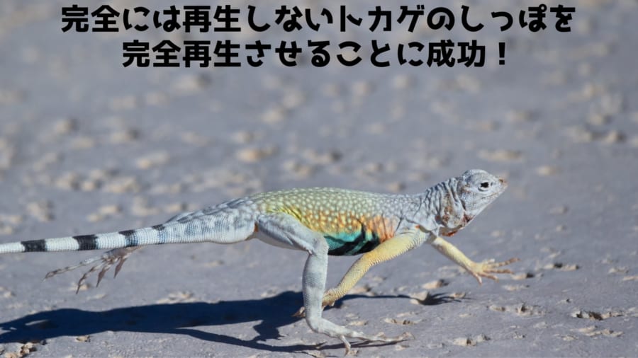 完全に再生されないトカゲのしっぽを骨まで完全再生させることに成功