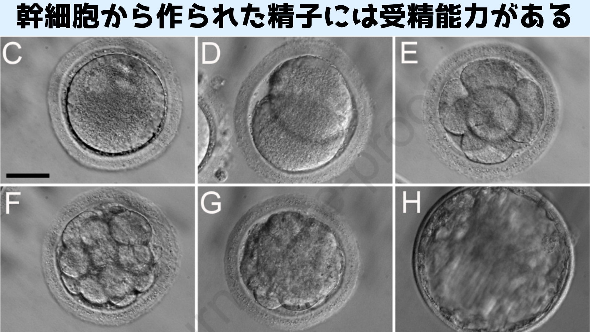 幹細胞から作られた精子と卵子が受精して成長する様子