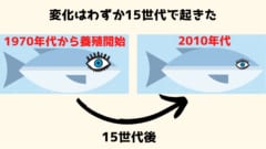 わずか15世代でサケの目が小さくなっていた