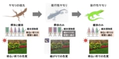 夜行性ヤモリの夜目がきくメカニズムを解明