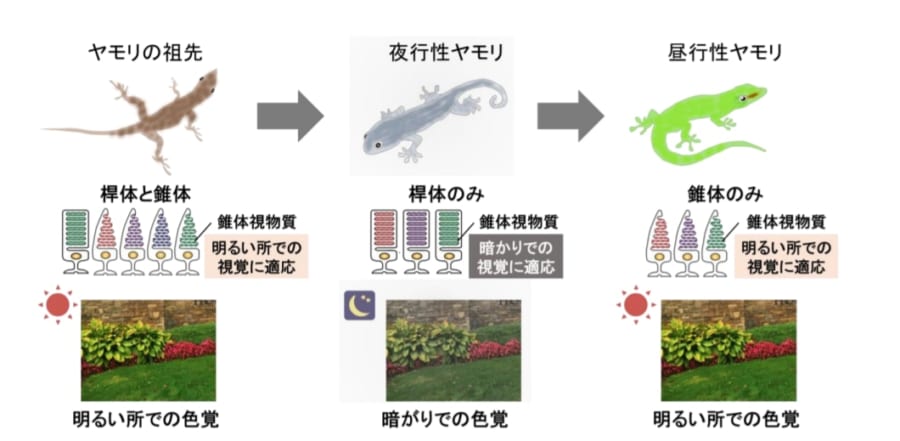 生活環境に合わせて視力を変化させてきたヤモリ