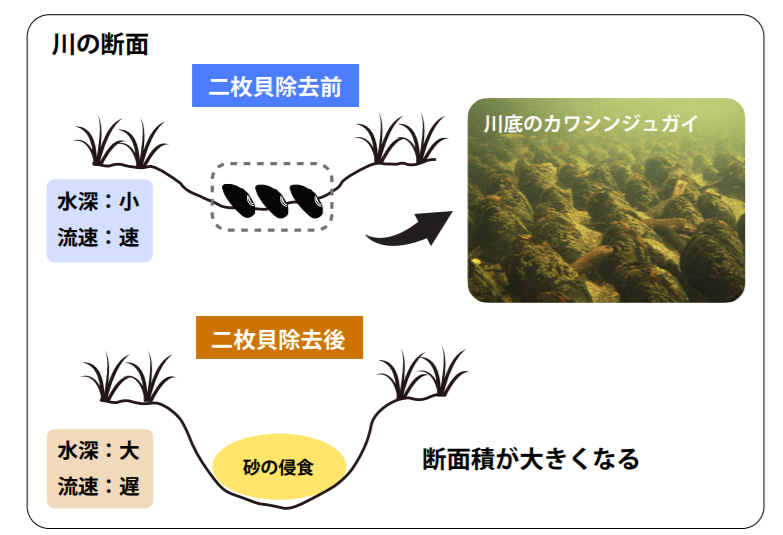 淡水貝が「川の地形や流れを変えていた」と明らかに