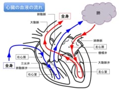 一般的な成人の循環経路