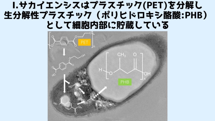 I.サカイエンシスはプラスチック(PET)を分解し 生分解性プラスチック（ポリヒドロキシ酪酸:PHB） として細胞内部に貯蔵している