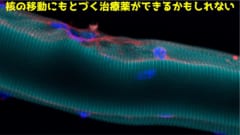 新たなメカニズムは新たな薬の開発につながる