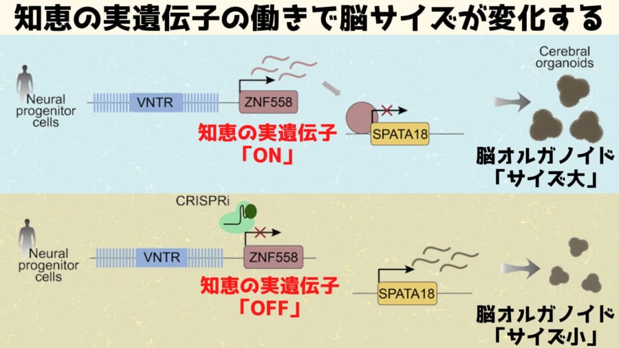 ヒトの脳オルガノイドから「知恵の実遺伝子」を削ると脳サイズが退化した