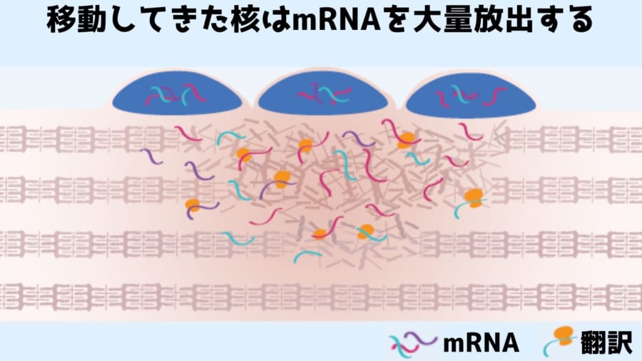 核がやってくるとmRNAが爆発的に増加する