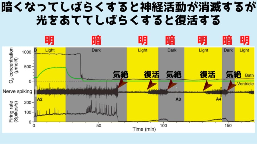 光が照らされ酸素が供給されると仮死状態にあった脳が復活する