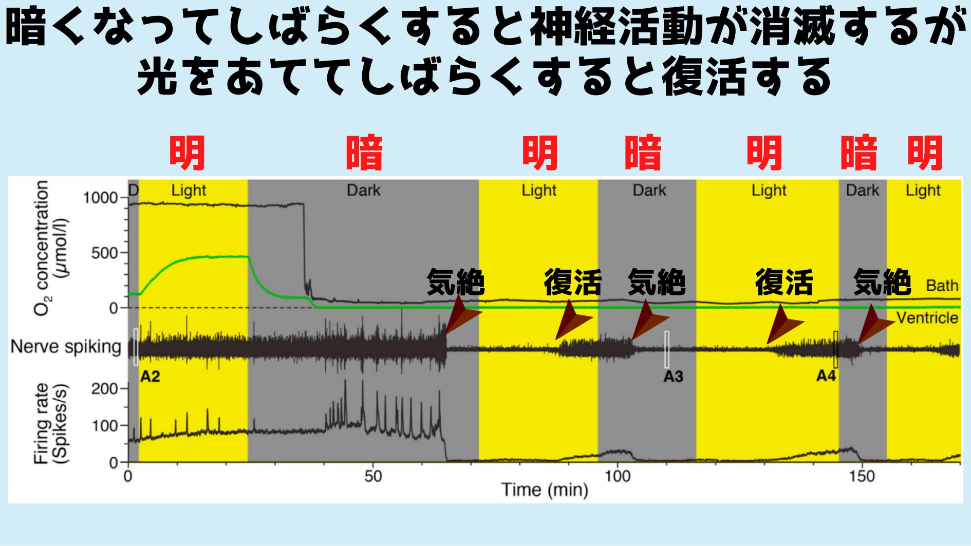 光が照らされ酸素が供給されると仮死状態にあった脳が復活する