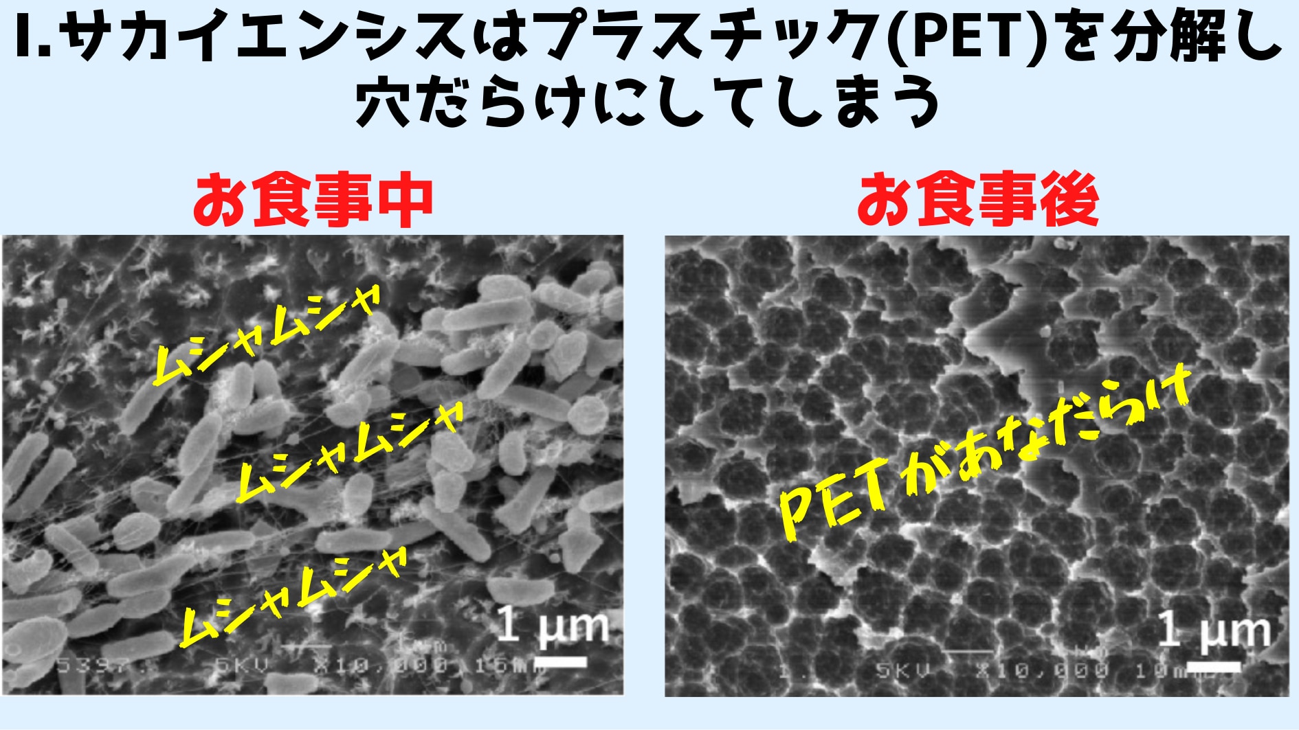 ペットボトルを食べて生分解性プラを作る超便利菌が存在すると判明！