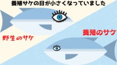 養殖によってサケの目が小さくなっていると判明！