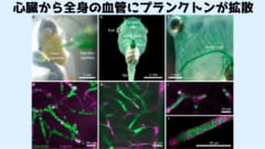 最も細い血管でさえ、植物プランクトンが広がっている様子が確認される