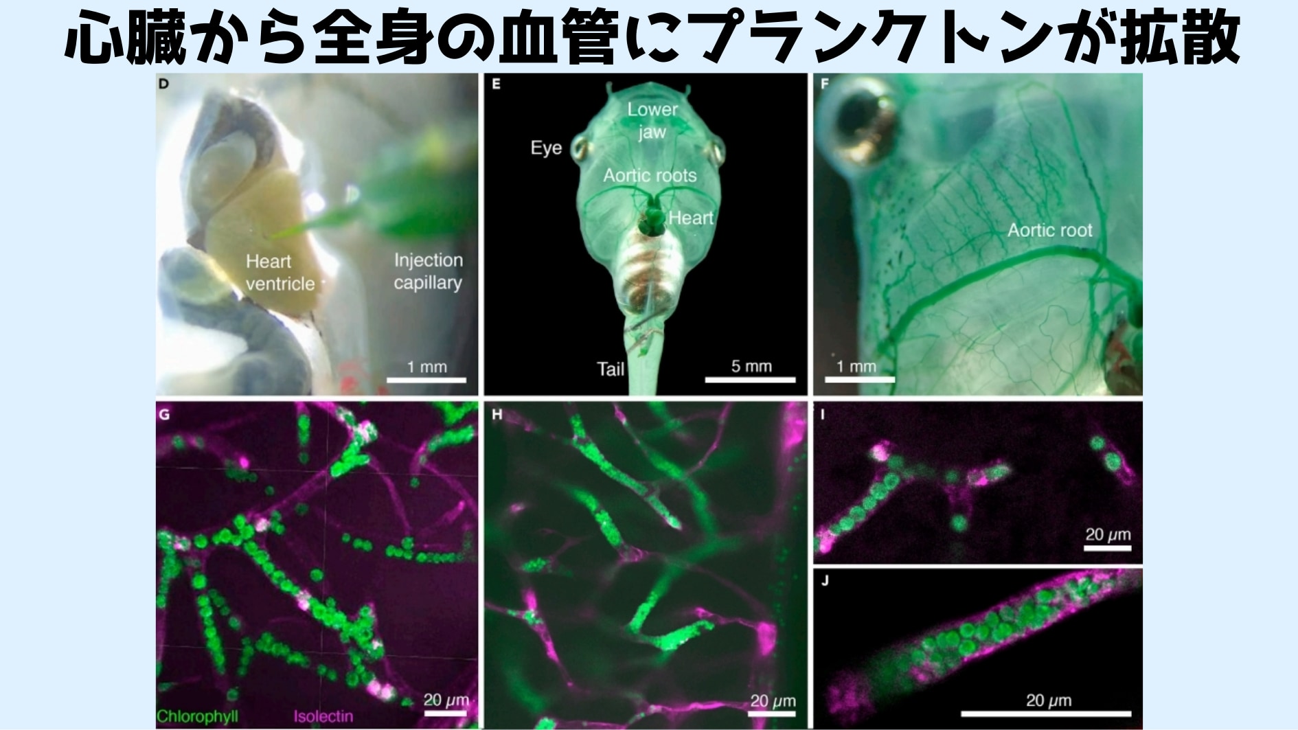 最も細い血管でさえ、植物プランクトンが広がっている様子が確認される