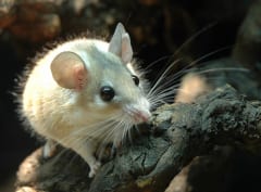 トゲマウスの一種「カイロトゲマウス」