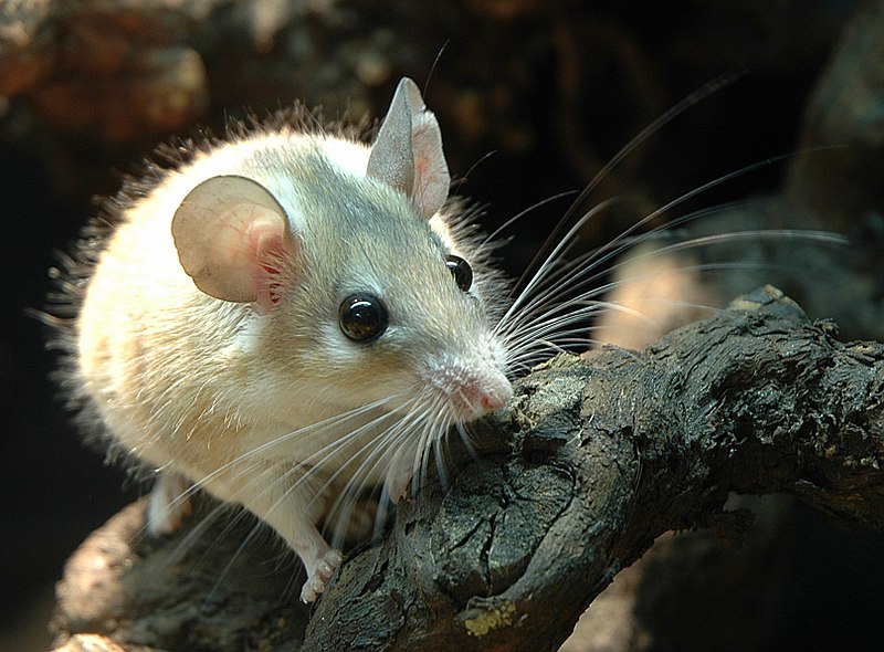 トゲマウスの一種「カイロトゲマウス」