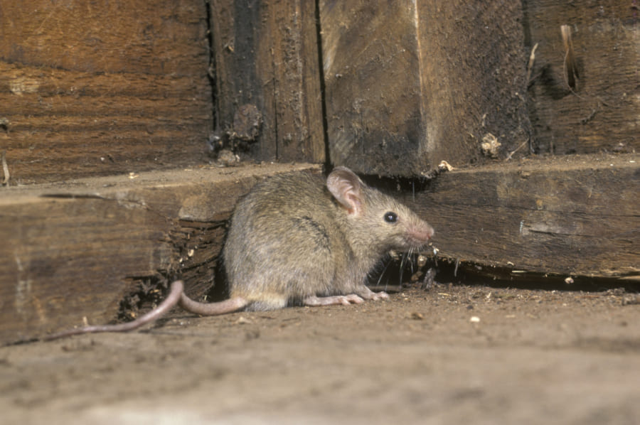 遺伝操作でタッチの代わりに「青い光で発情する」マウスを作成