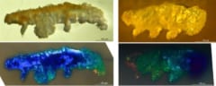 可視化された琥珀中のクマムシの全体像