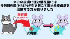 ネコにスリスリすると皮膚病に効く細菌を獲得できるかもしれない