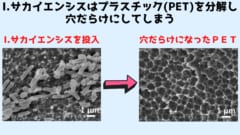 ペットボトルを食べて生分解性プラを作る超便利菌が存在すると判明！