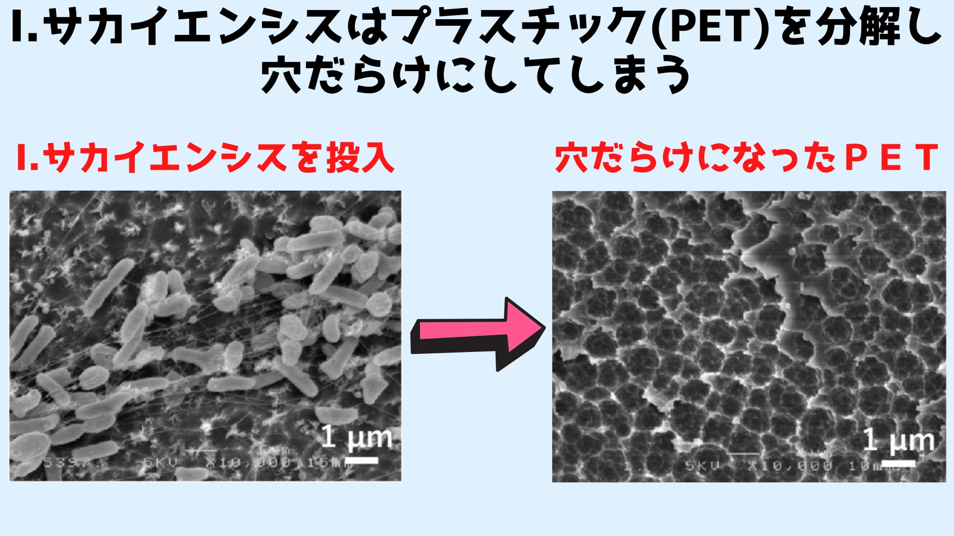 ペットボトルを食べて生分解性プラを作る超便利菌が存在すると判明！