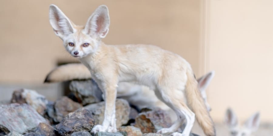 世界最小の飼えるキツネ「フェネック」の生態 - ナゾロジー