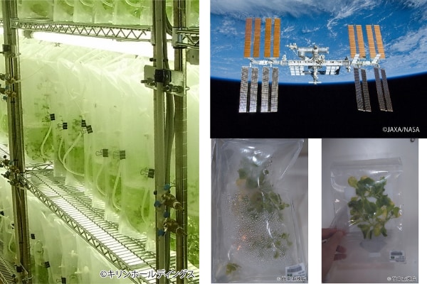 日本が宇宙で「袋型培養槽によるレタスの栽培」に成功　世界初の快挙