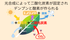 光合成によって二酸化炭素が固定されデンプンが作られる。ただしエネルギー効率としては低い。