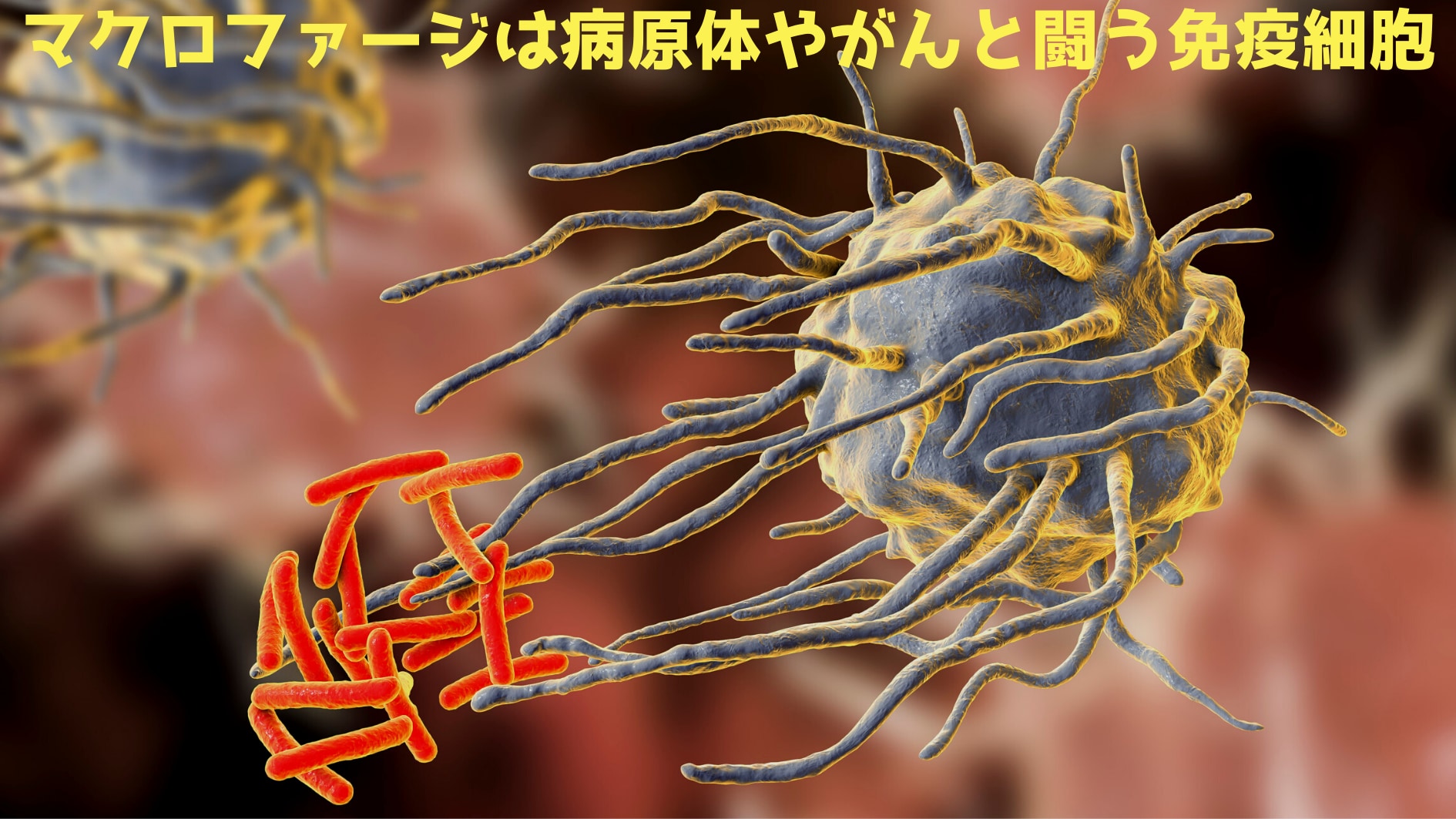 がん細胞が免疫細胞を悪落ちさせる方法が判明！　隷属のマクロファージ