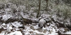 白黒の毛皮にはカモフラージュの効果があった