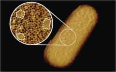 原子間力顕微鏡による生きた大腸菌の表面画像。タンパク質ない領域が多数存在していることがわかる。