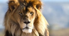3位カバ、2位ヒト…1位は？「百獣の王・ライオンに勝てる生物ランキングTOP10」の画像 1/11