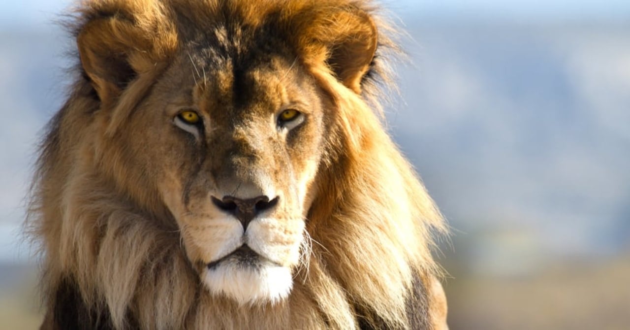 3位カバ、2位ヒト…1位は?「百獣の王・ライオンに勝てる生物ランキングTOP10」の画像 1/11