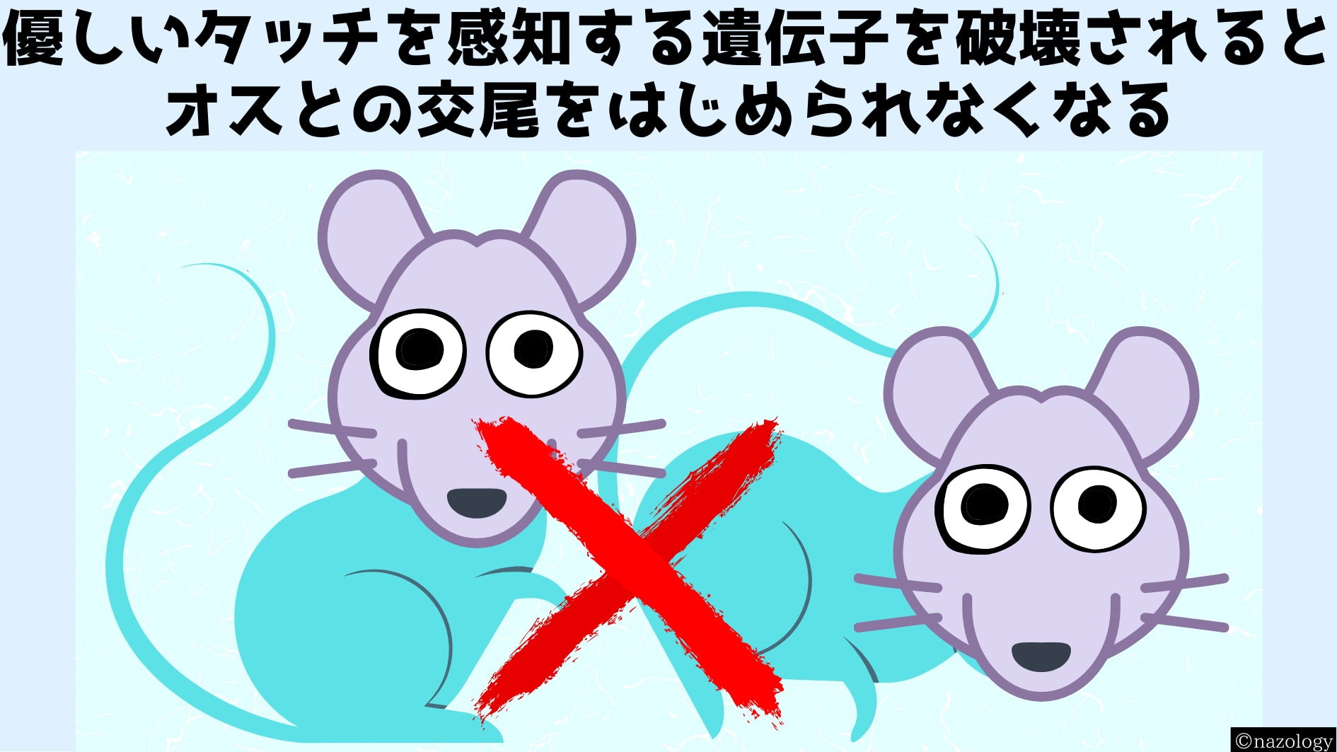 やさしいタッチを感じる遺伝子を破壊するとオスと交尾しなくなる