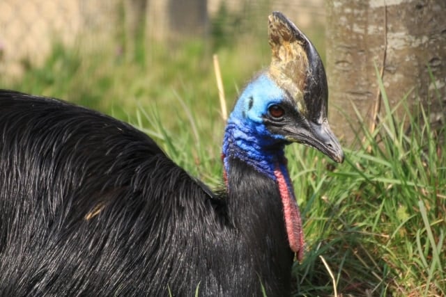 世界で最も危険な鳥「ヒクイドリ」の正体とは【飼い主も殺傷】